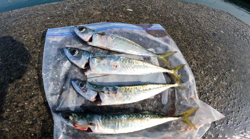 サバの釣果