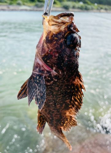 ムラソイの釣果