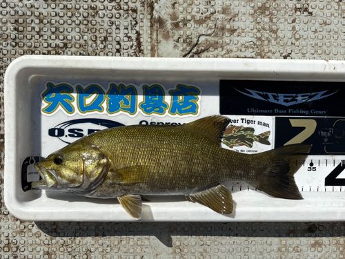 スモールマウスバスの釣果
