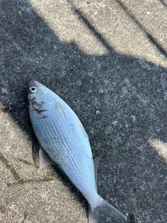 コノシロの釣果