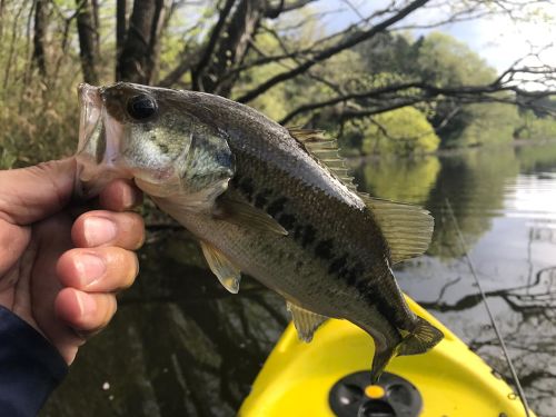 ブラックバスの釣果