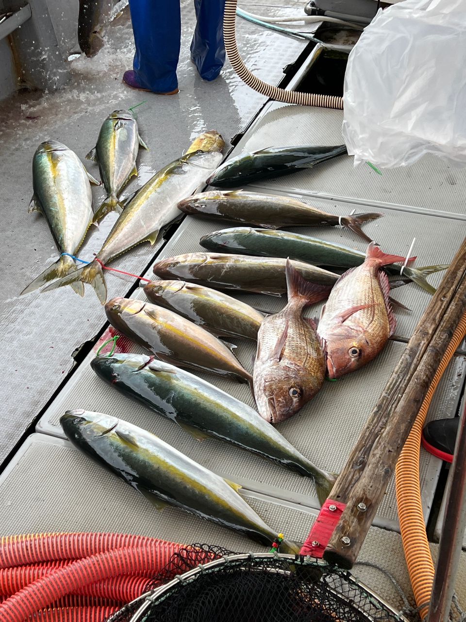 P&A&Dさんの釣果 3枚目の画像