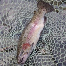 レインボートラウト