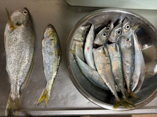 サバの釣果
