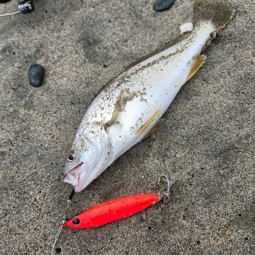 ニベの釣果