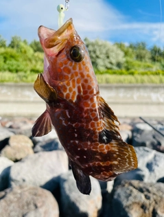 キジハタの釣果