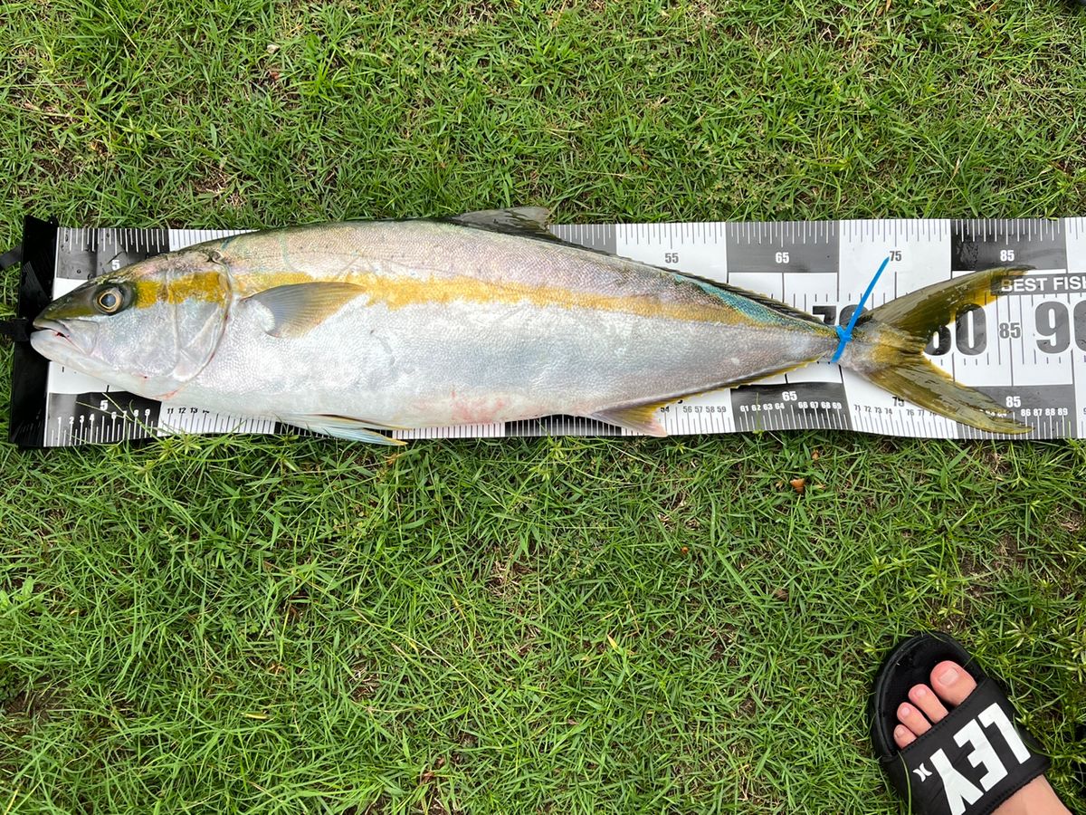 P&A&Dさんの釣果 1枚目の画像