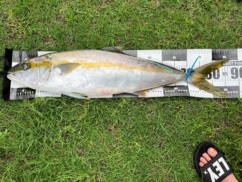 ヒラマサの釣果