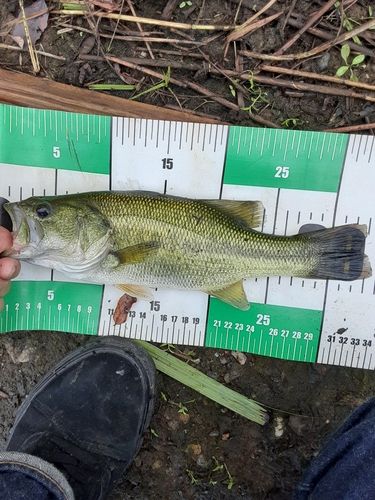 ラージマウスバスの釣果