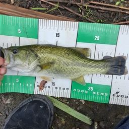 ラージマウスバス