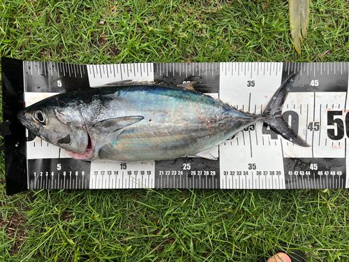 カツオの釣果