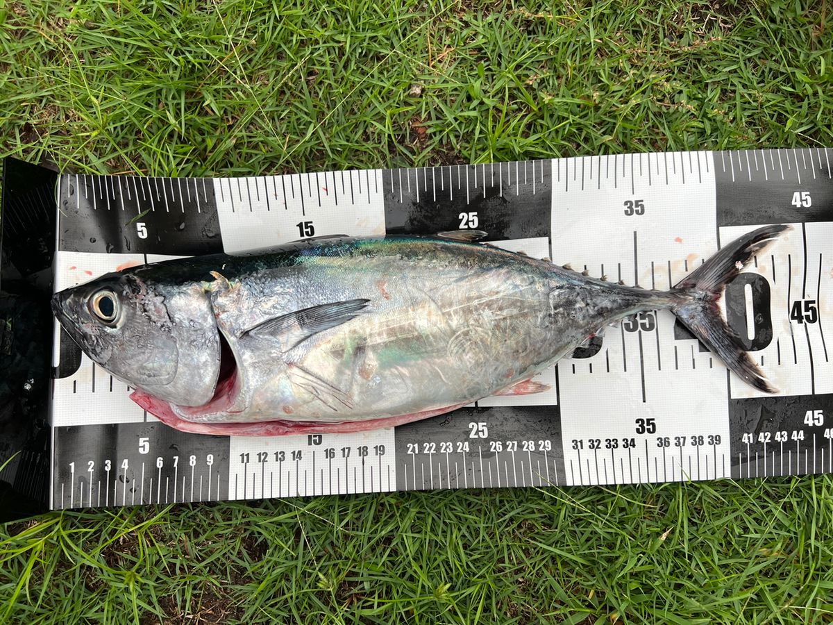 P&A&Dさんの釣果 2枚目の画像