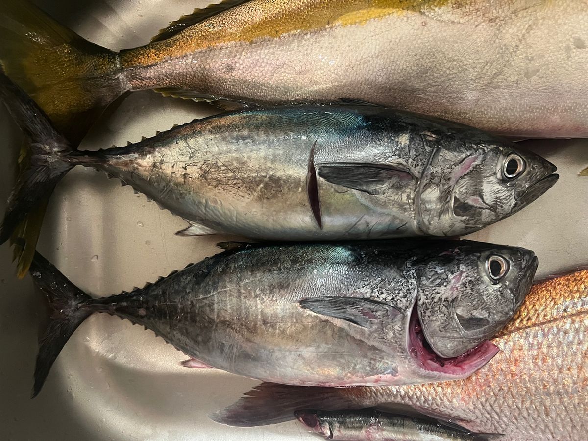 P&A&Dさんの釣果 3枚目の画像