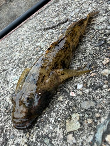 ゴンズイの釣果