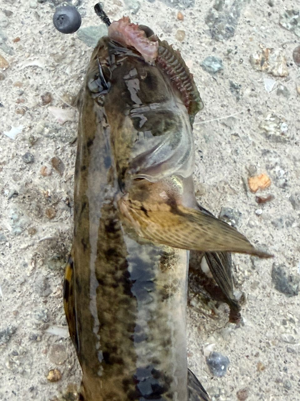 ウロハゼ