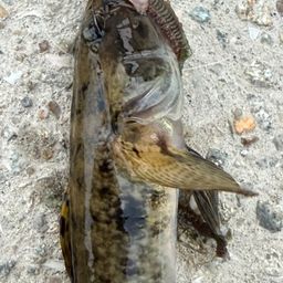 ウロハゼ