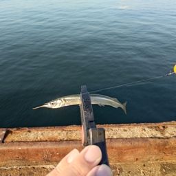 サヨリ