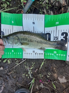 ラージマウスバスの釣果