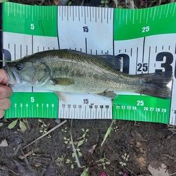 ラージマウスバス