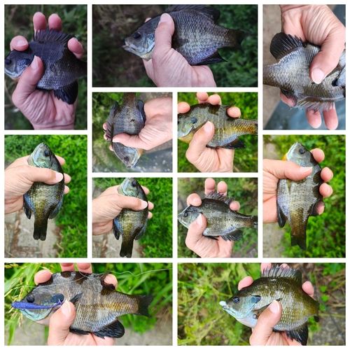 ブルーギルの釣果
