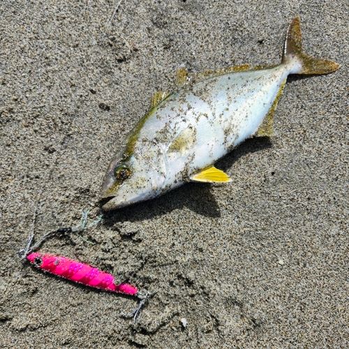ショゴの釣果