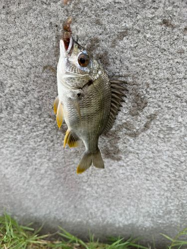 キビレの釣果