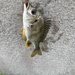 キビレ