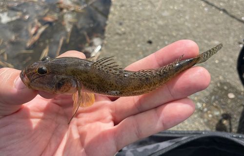 マハゼの釣果
