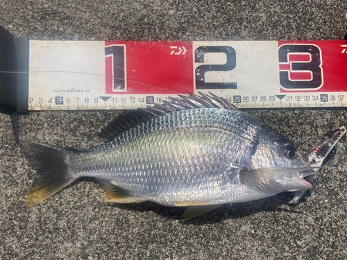 キビレの釣果