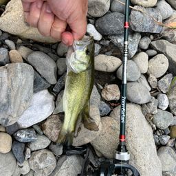 ラージマウスバス