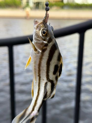 シマイサキの釣果