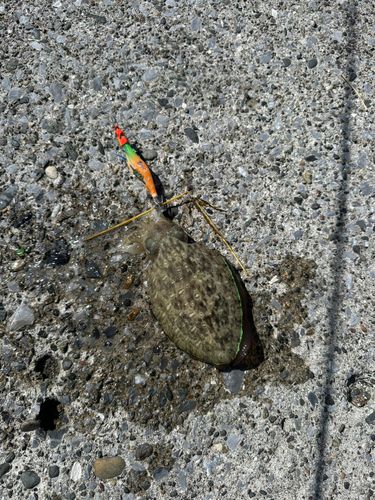 コウイカの釣果