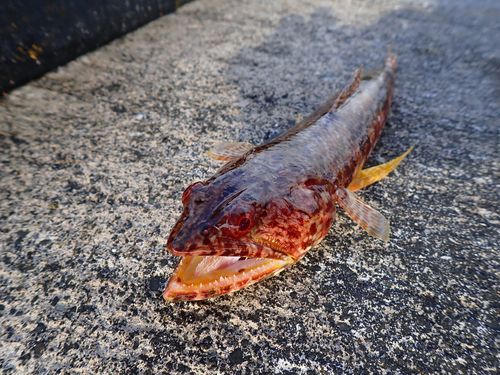 アカエソの釣果