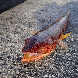 アカエソ