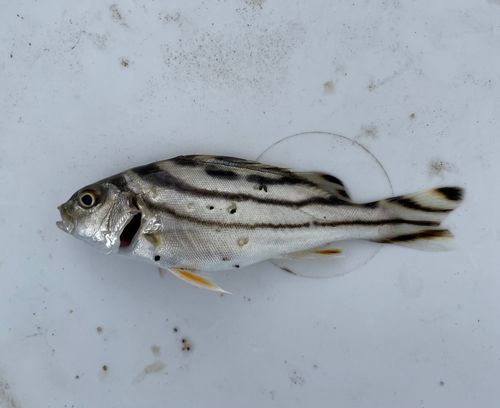 コトヒキの釣果