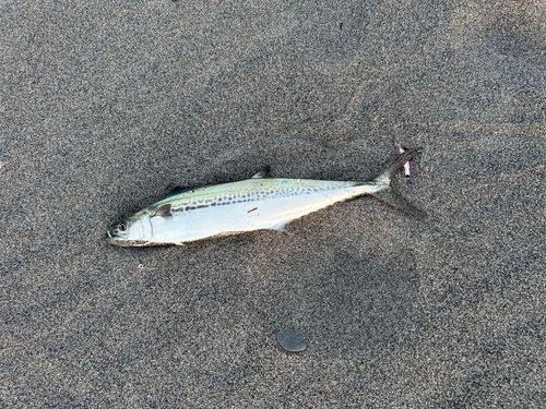 鮫島海岸