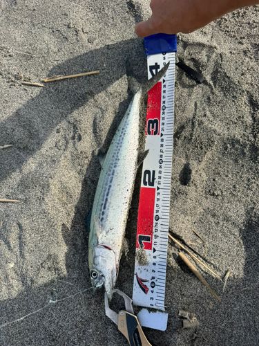 サゴシの釣果