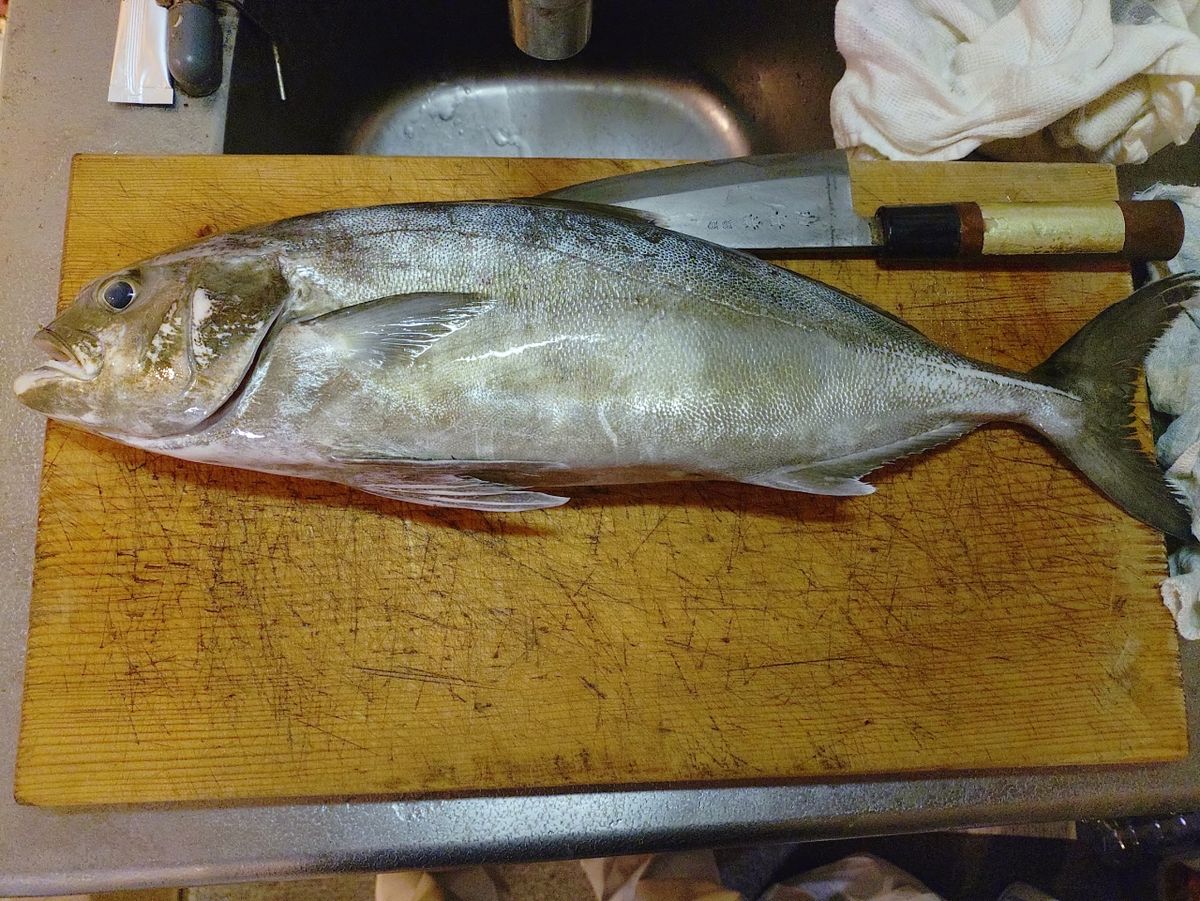 Devilrayさんの釣果 2枚目の画像