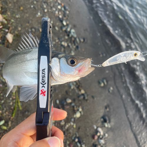 セイゴ（ヒラスズキ）の釣果