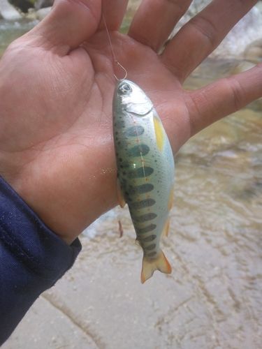 アマゴの釣果