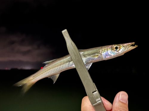 カマスの釣果
