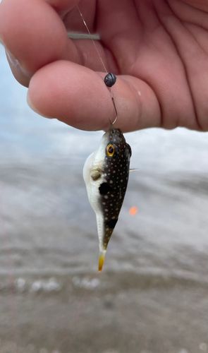 クサフグの釣果