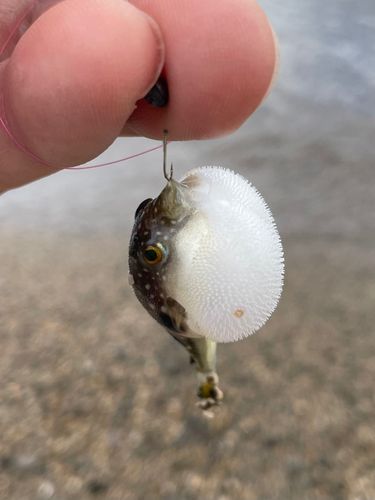 クサフグの釣果