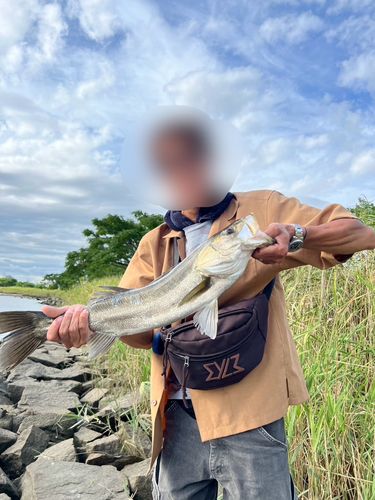 マルスズキの釣果