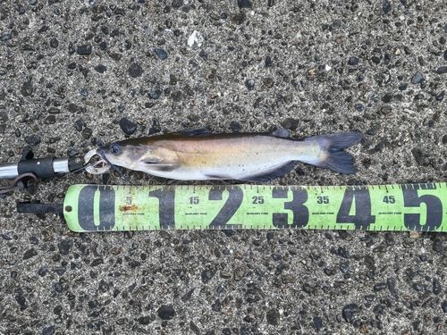 アメリカナマズの釣果