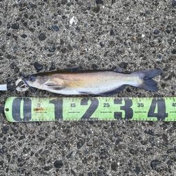 アメリカナマズ