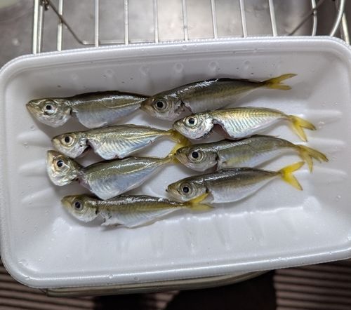 アジの釣果