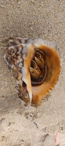 カニの釣果