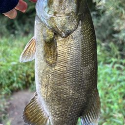 スモールマウスバス