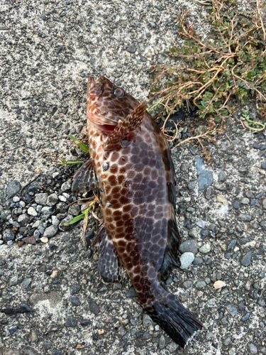 オオモンハタの釣果